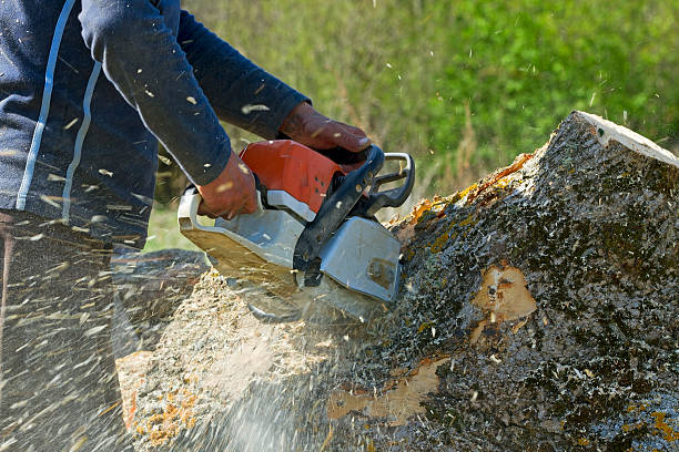 Palm Tree Trimming in Mayflower, AR